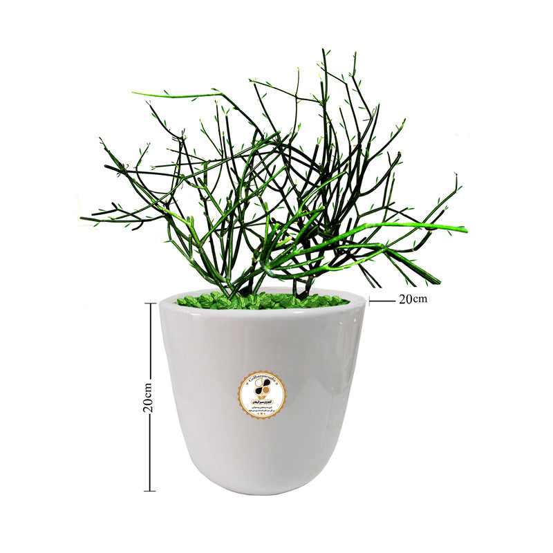 گیاه طبیعی افوربیا تیروکالی شرکت گلباران سبز گیلان مدل GN13-3TM