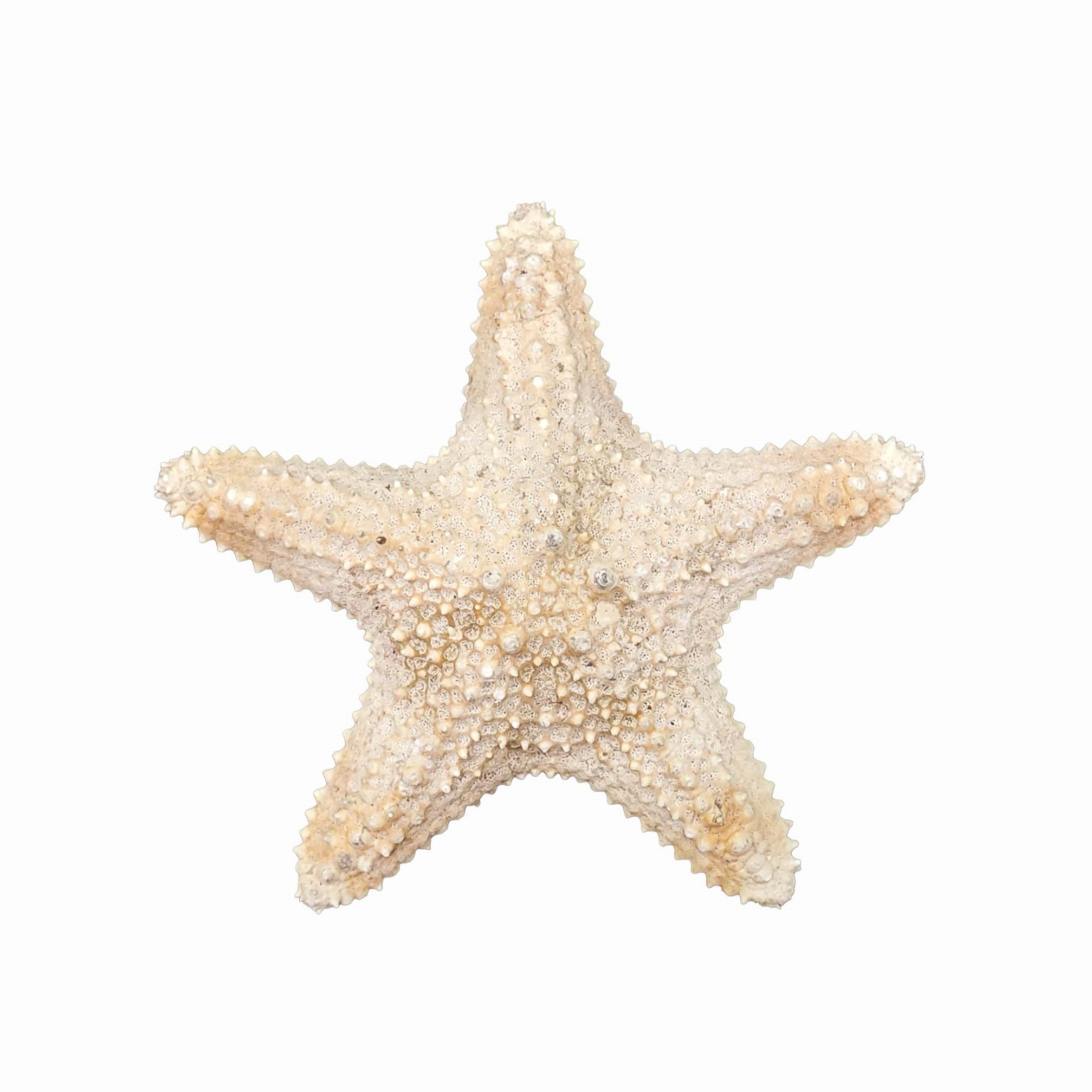 ستاره دریایی تزیینی مدل n9