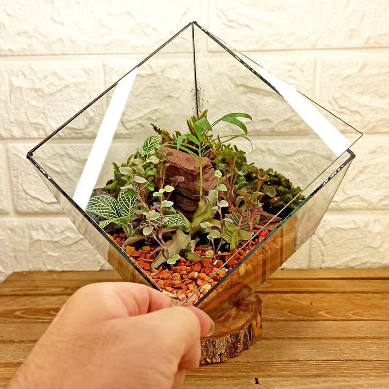 گیاه طبیعی تراریوم مدل چند وجهی روبیک گیاه طبیعی تراریوم مدل چند وجهی روبیک