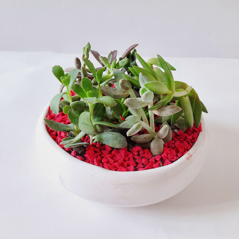 گیاه طبیعی مدل دیش گاردن ساکولنت کد 005