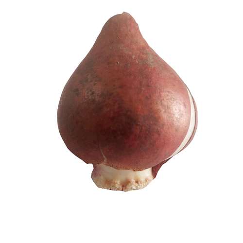 پیاز گل لاله هلندی مدل F-30