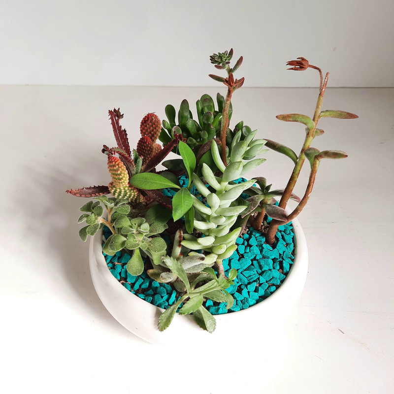 گیاه طبیعی دیش گاردن کاکتوس و ساکولنت کد A گیاه طبیعی دیش گاردن کاکتوس و ساکولنت کد A