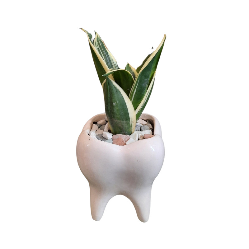 گیاه طبیعی سانسوریا ابلغ طرح دندان کد 20