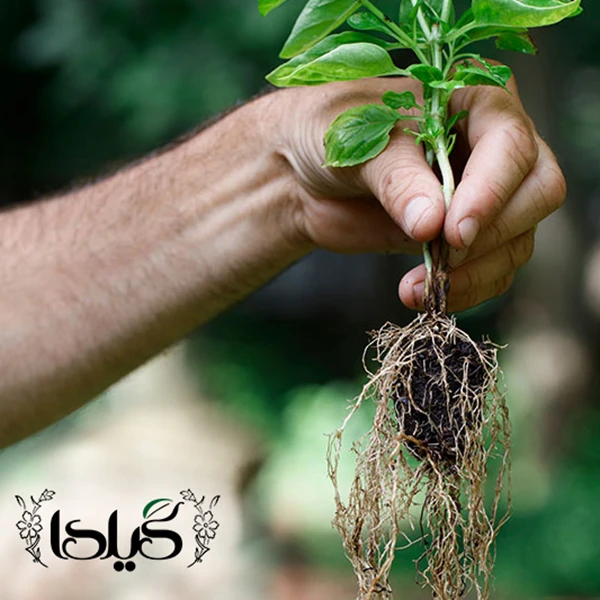 عکس شماره 7 : کود مایع کامل npk افزایش پاجوش و ریشه زایی گیلدا مدل فسفر بالا حجم 120 میلی لیتر