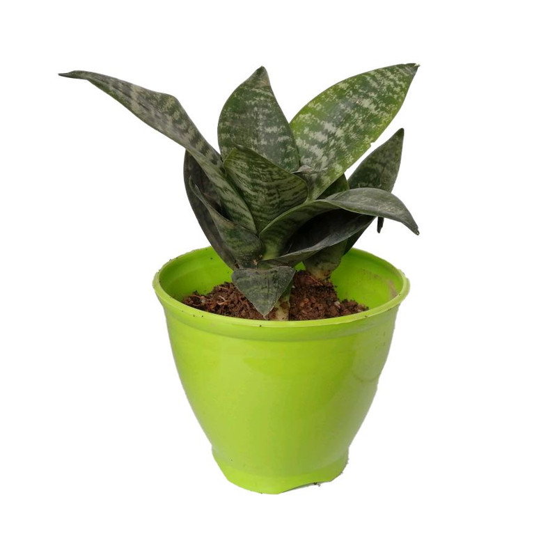 گیاه طبیعی سانسوریا پاکوتاه کد np02 گیاه طبیعی سانسوریا پاکوتاه کد np02