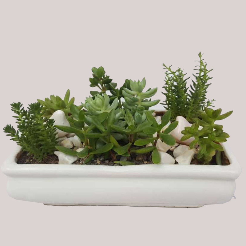 ساکولنت میکس کد sa01 ساکولنت میکس کد sa01