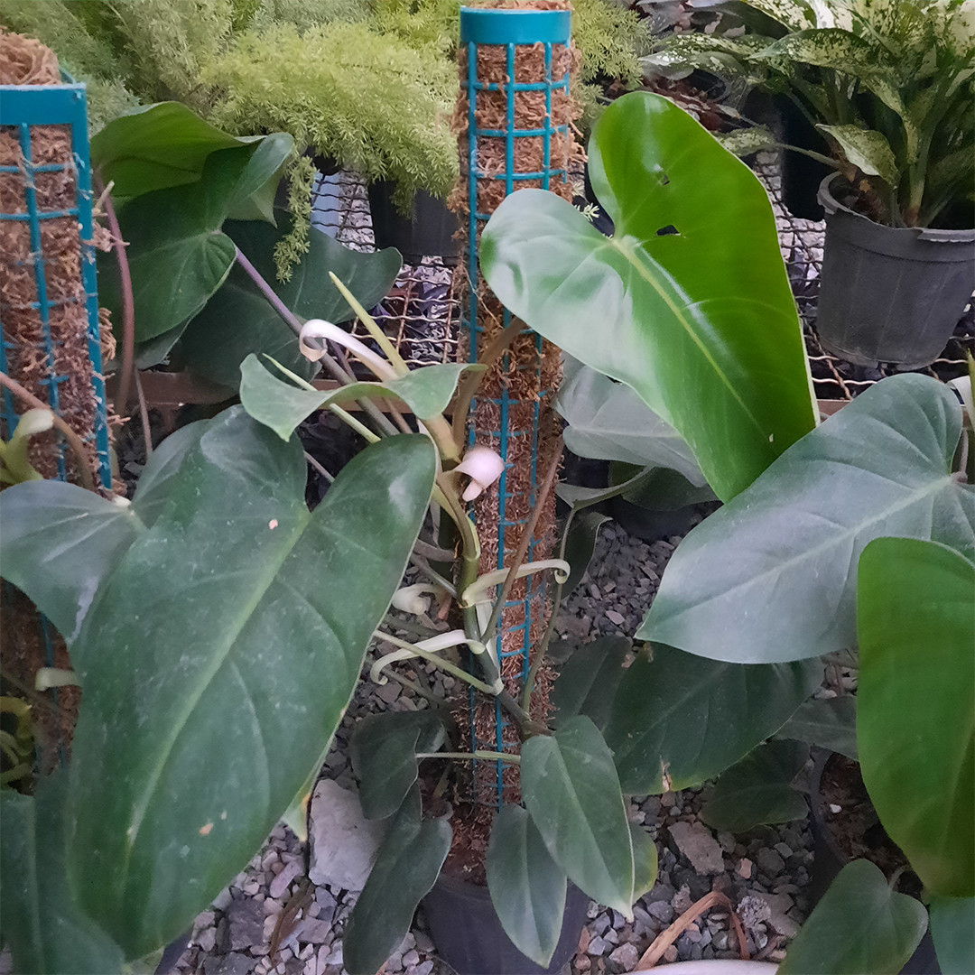 گیاه طبیعی فیلودندرون کد 2