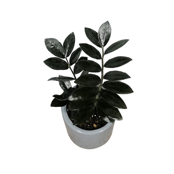 گیاه طبیعی زاموفیلیا مدل 01