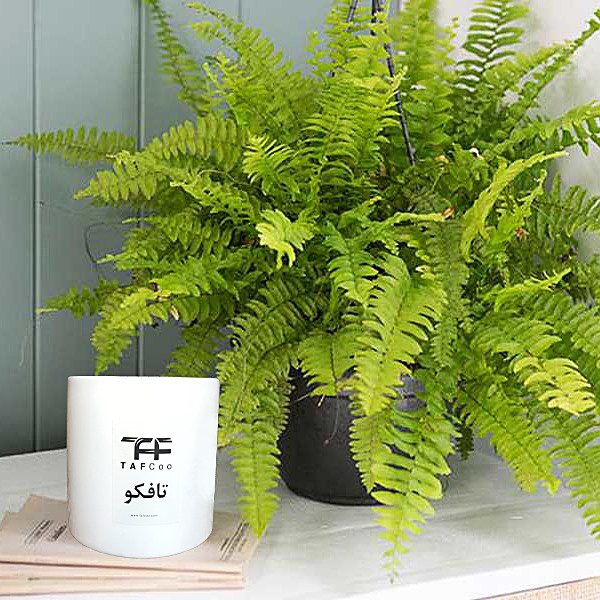 گیاه طبیعی سرخس تافکو کد 2037