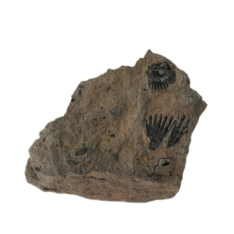 سنگ راف مدل فسیل صدف کد 233