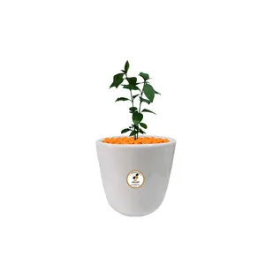 گیاه طبیعی برگ قهوه پسودا شرکت گلباران سبز گیلان مدل BGHP-S