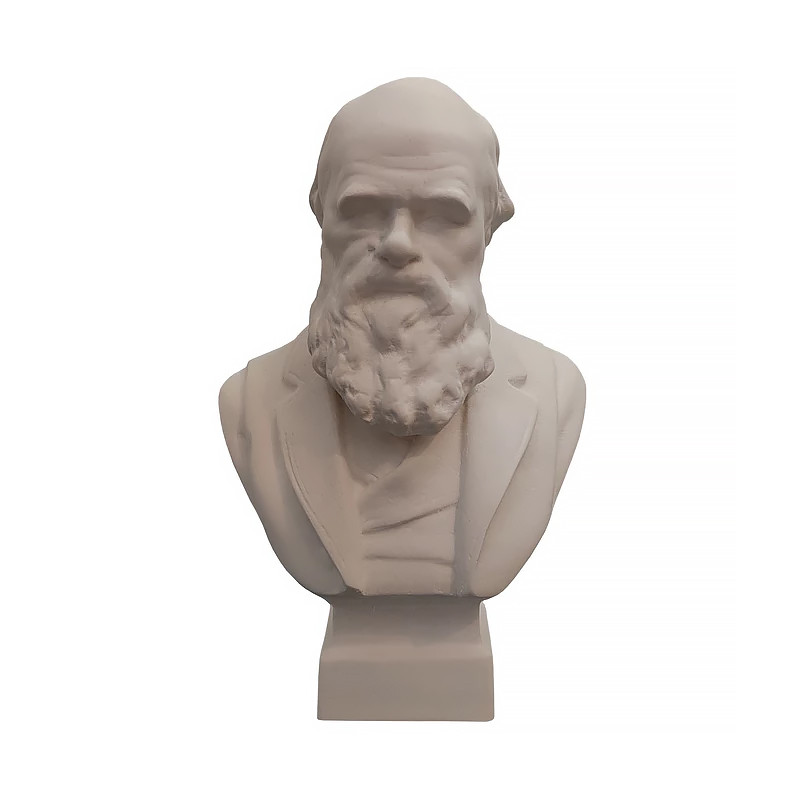 مجسمه مدل داروین