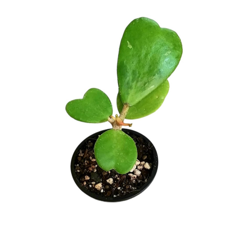 گل طبیعی هویا کری مدل 01