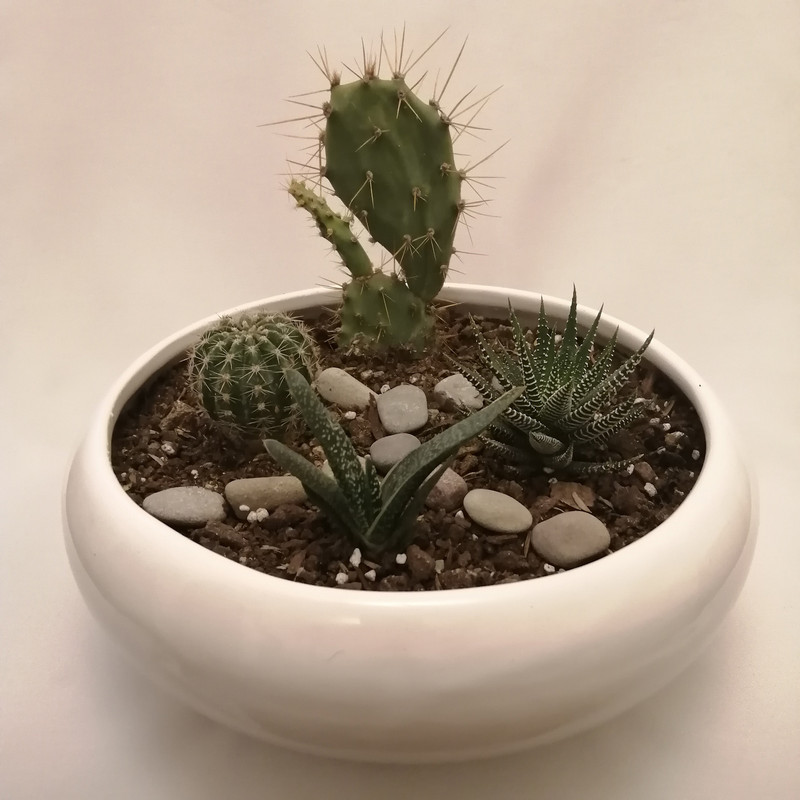 گیاه طبیعی کاکتوس کد pg_10 گیاه طبیعی کاکتوس کد pg_10