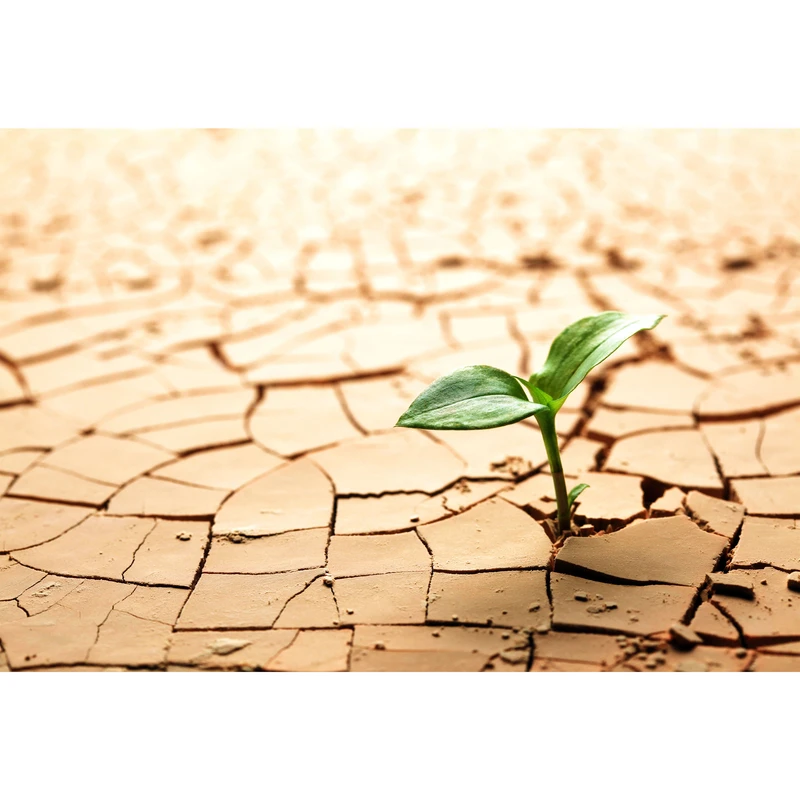 تابلو شاسی مدل بیابان و گیاه و گل T6934