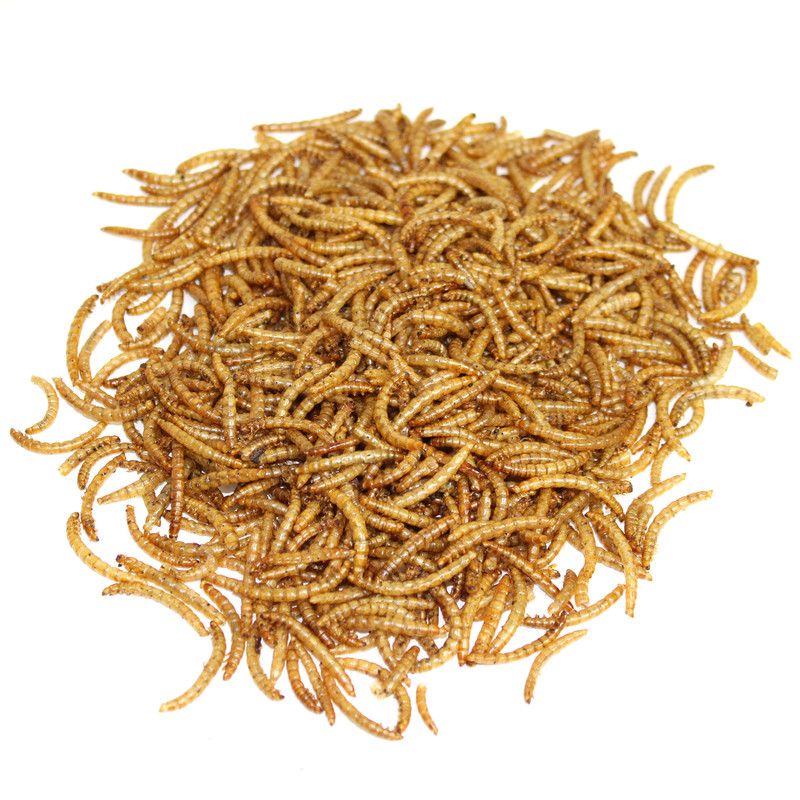 غذای تشویقی پرندگان مای پتز مدل Mealworm وزن 40 گرم