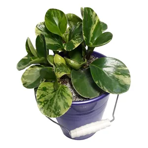 گیاه طبیعی قاشقی کد 3 00-AS