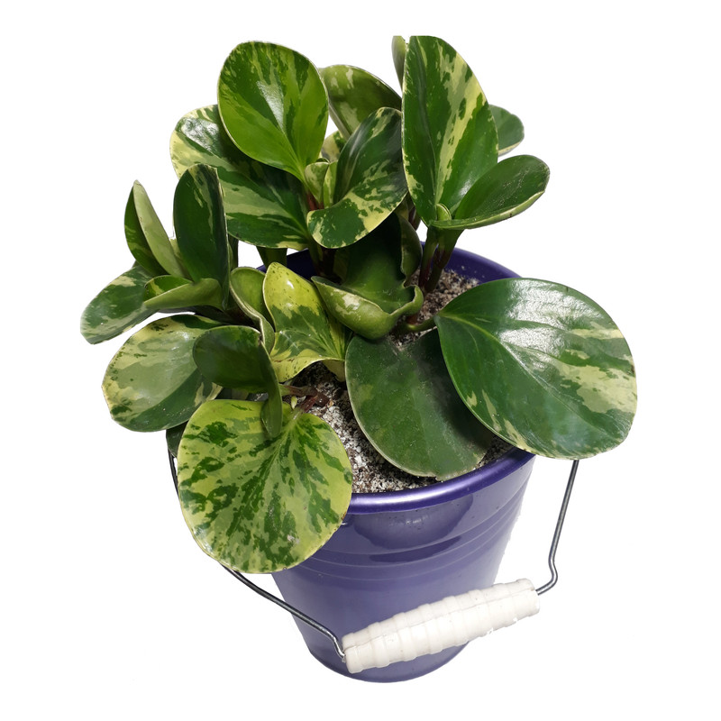 گیاه طبیعی قاشقی کد 3 00-AS