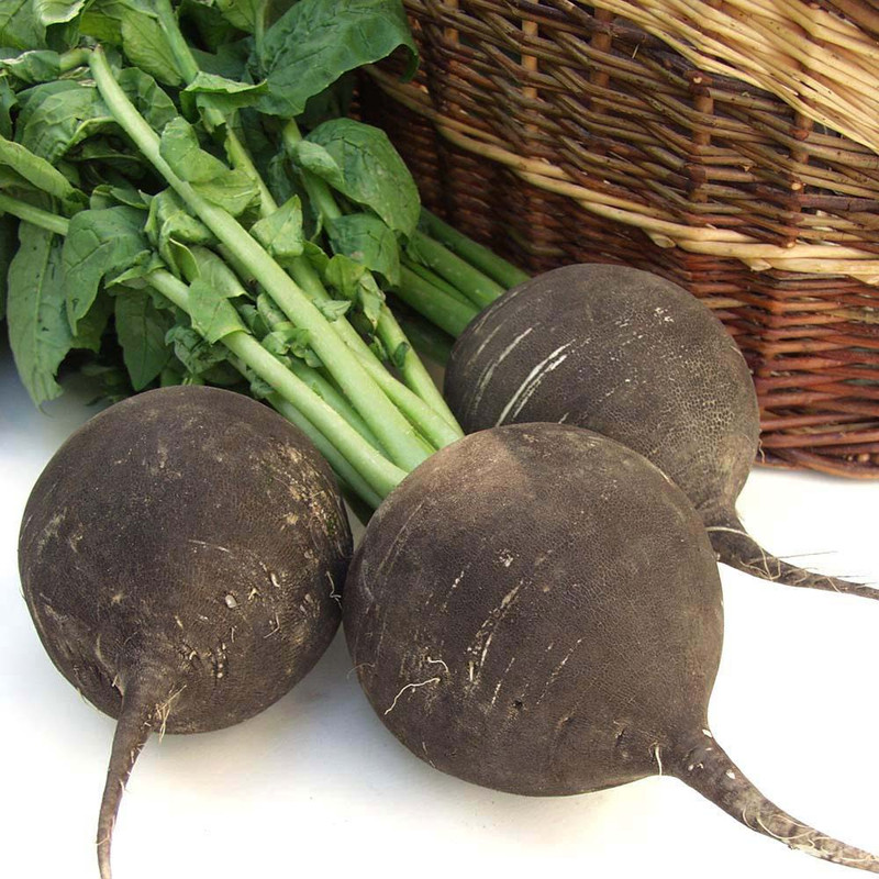 بذر ترب سیاه گرد وانیا سید مدل T18