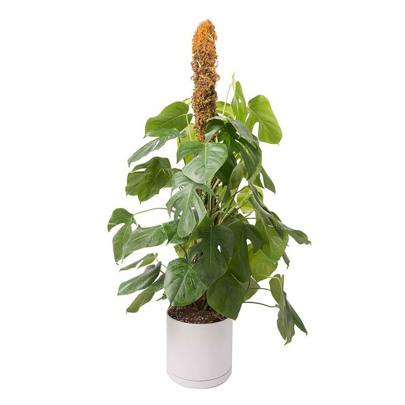 گیاه طبیعی برگ انجیری پایه دار کد 10744/2204 گیاه طبیعی برگ انجیری پایه دار کد 10744/2204