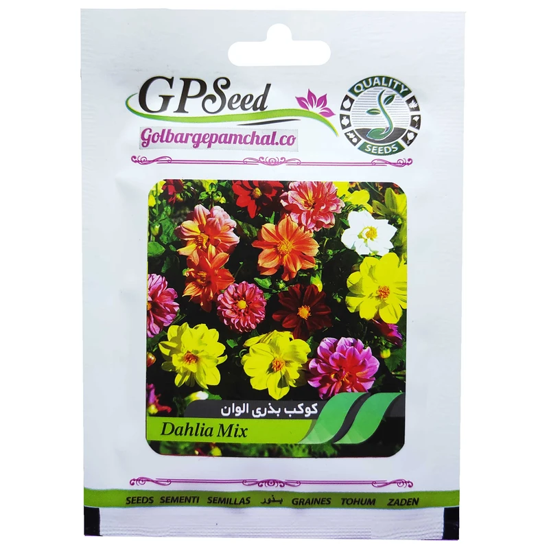 بذر گل کوکب بذری الوان گلبرگ پامچال کد GPF-069
