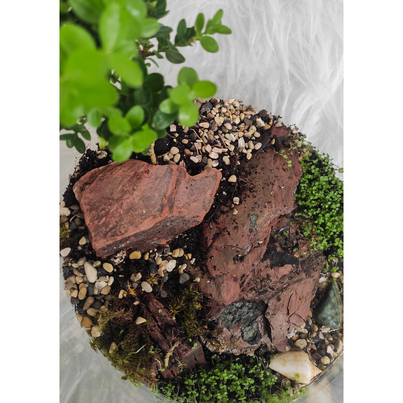 تراریوم گیاه طبیعی کد ostv-5