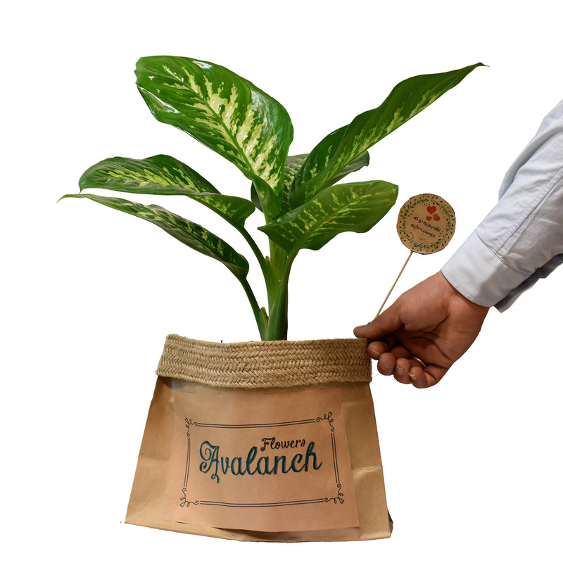 گیاه طبیعی دیفن باخیا کد P.A.018