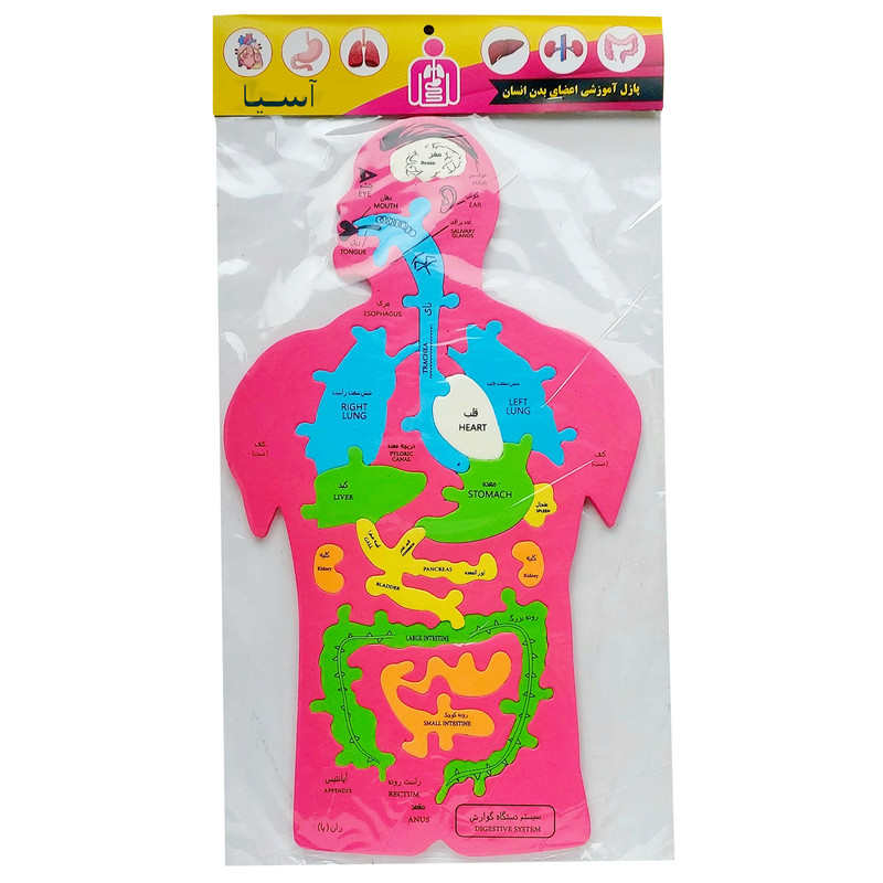 بازی آموزشی آسیا مدل آناتومی بدن
