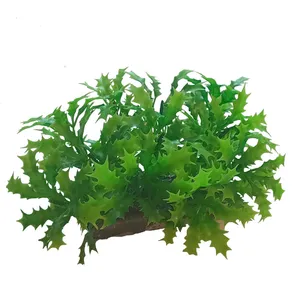 گیاه تزیینی آکواریوم مدل AP 10