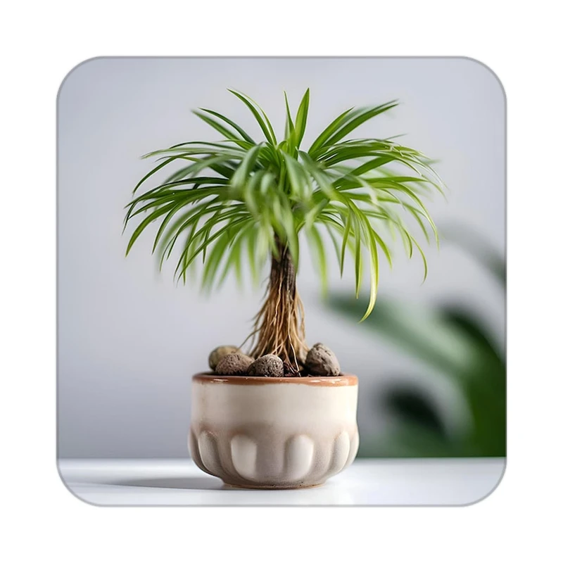 زیر لیوانی کاکتی طرح گل مدل mp18285