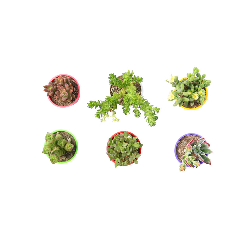 گیاه طبیعی ساکولنت آیدین کاکتوس کد CB-016 مجموعه 6 عددی گیاه طبیعی ساکولنت آیدین کاکتوس کد CB-016 مجموعه 6 عددی