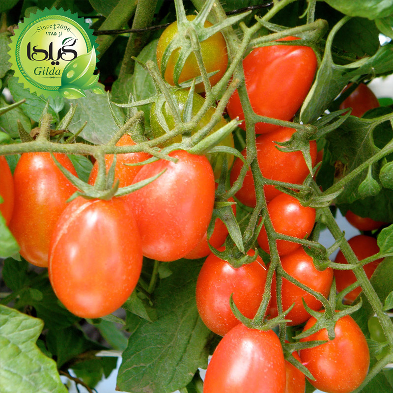 بذر گوجه ریز زیتونی گیلدا کد 572