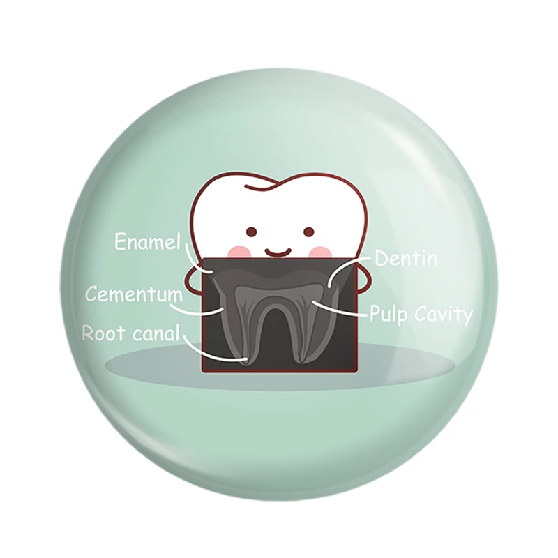 مگنت خندالو مدل دندان و دندان پزشکی کودکانه کد 36730