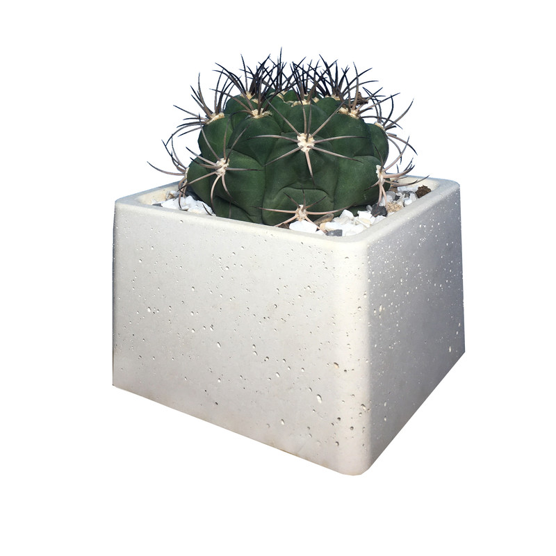 گیاه طبیعی کاکتوس ژمینو بروچی مدل Zh900