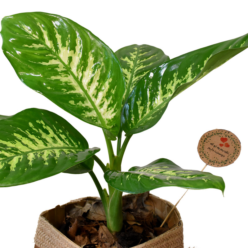 گیاه طبیعی دیفن باخیا کد P.A.018