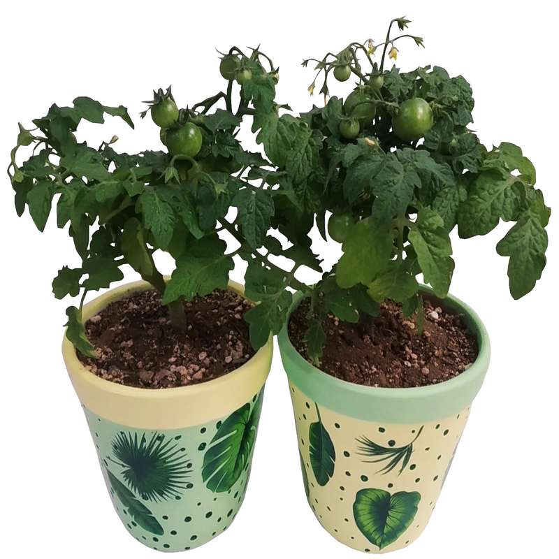 گیاه طبیعی گوجه چری مدل C-24 مجموعه 2 عددی