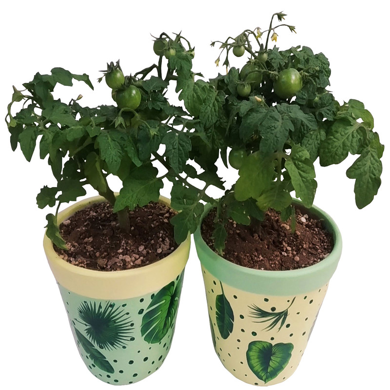 گیاه طبیعی گوجه چری مدل C-24 مجموعه 2 عددی