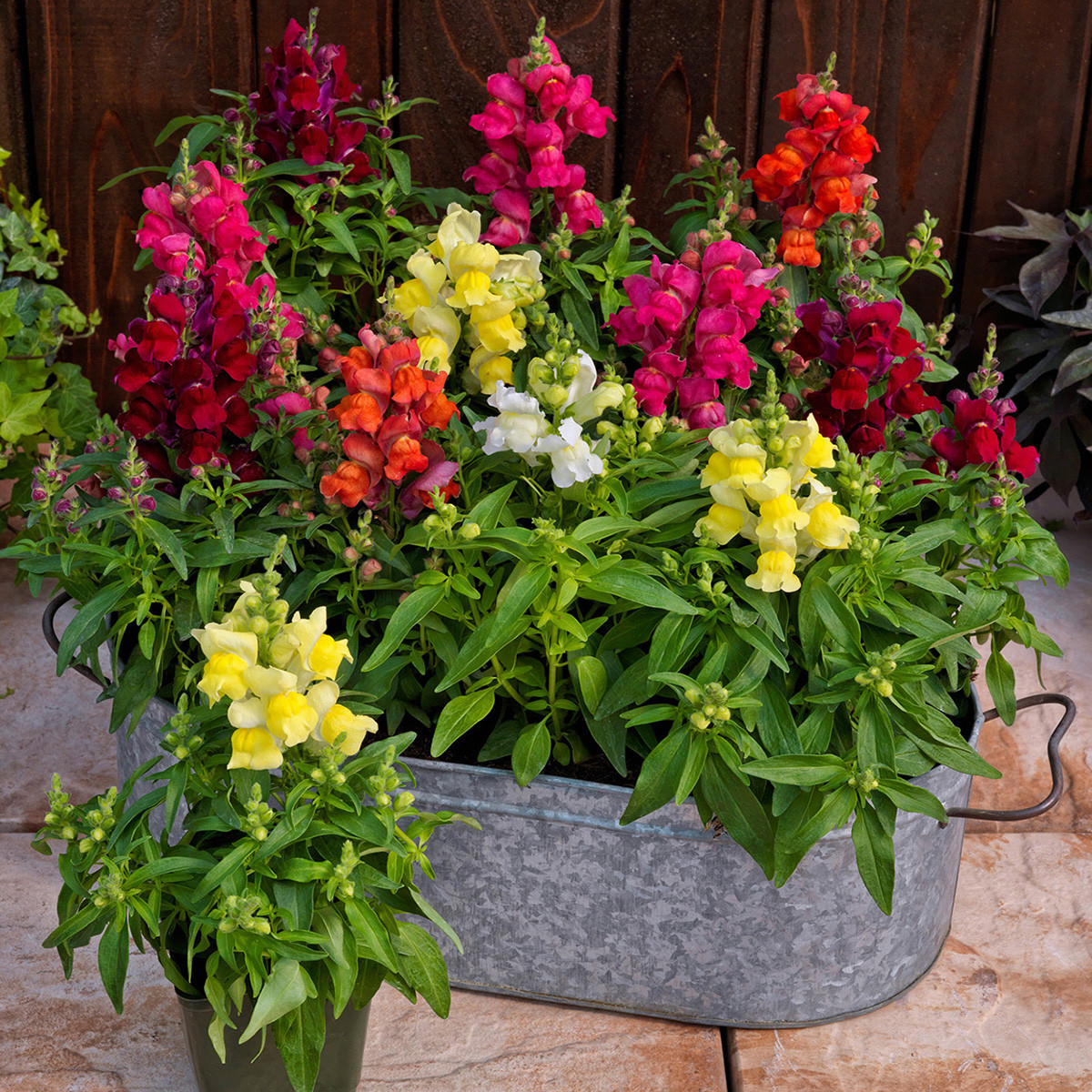 بذر گل میمون الوان سانیا سید مدل S3