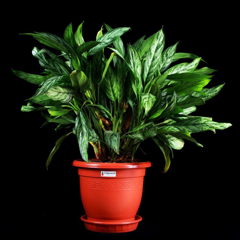 گلدان گلپونه مدل Benjamin 316 مجموعه 3 عددی