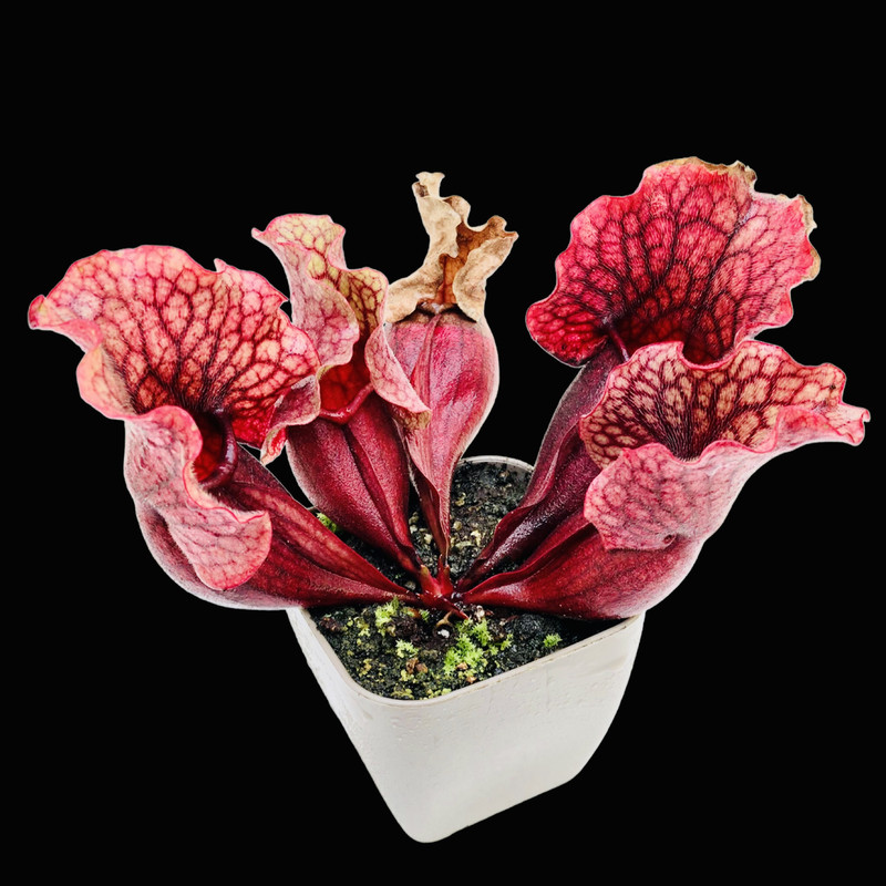 گیاه طبیعی ساراسنیا مدل  purpura