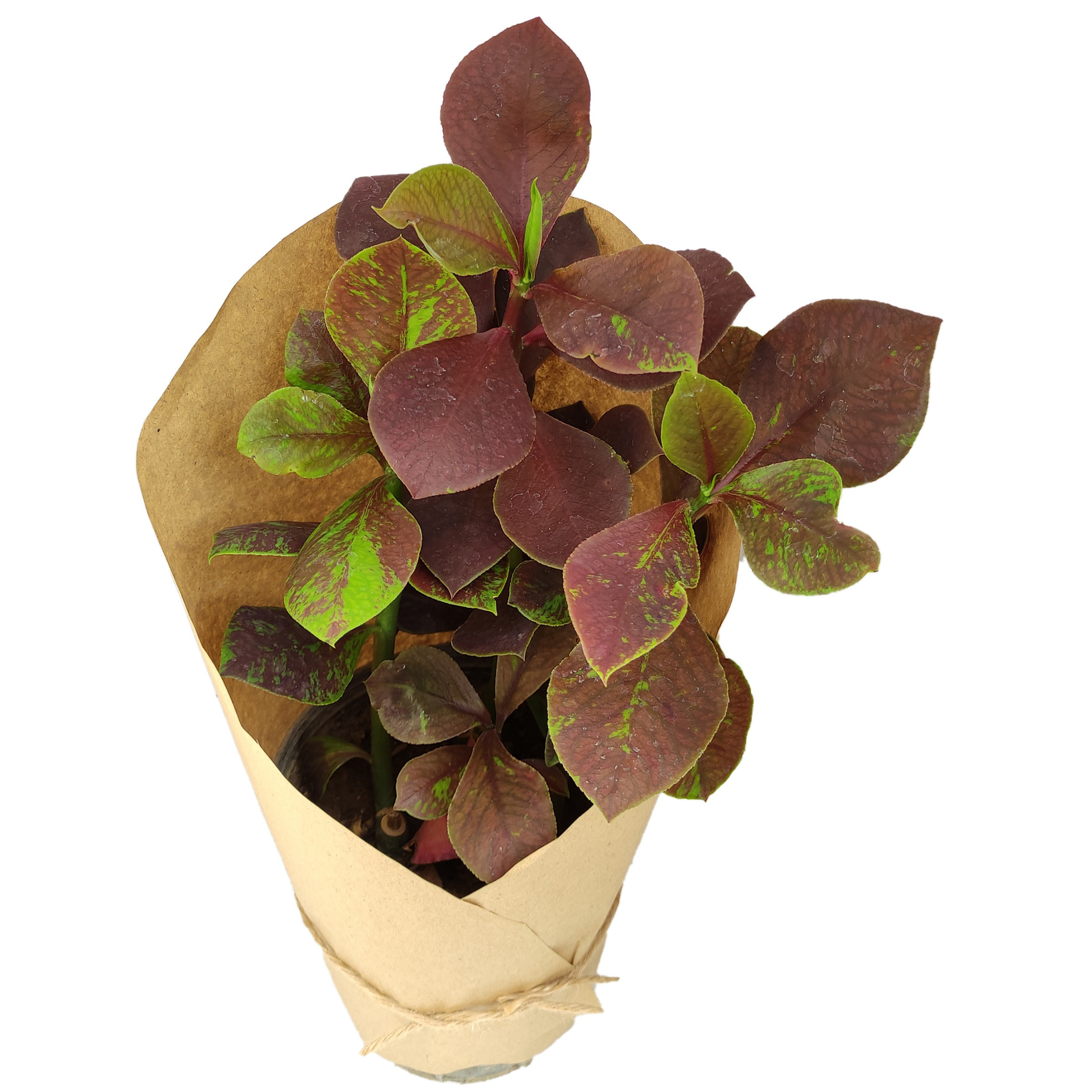 گیاه طبیعی فردوس قرمز کد yt22 گیاه طبیعی فردوس قرمز کد yt22