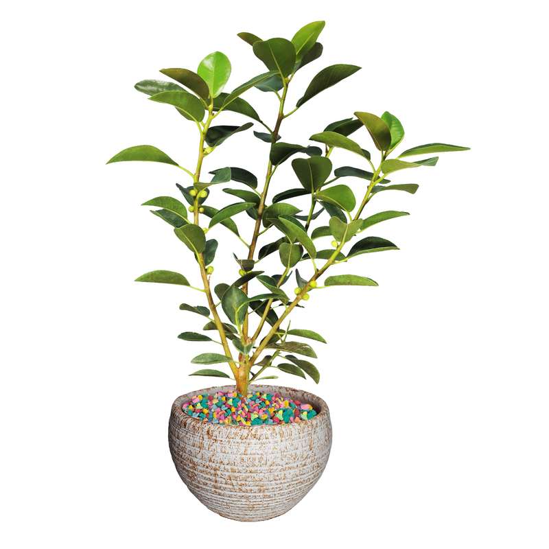 گیاه طبیعی فیکوس جنگلی مدل AS-18-1