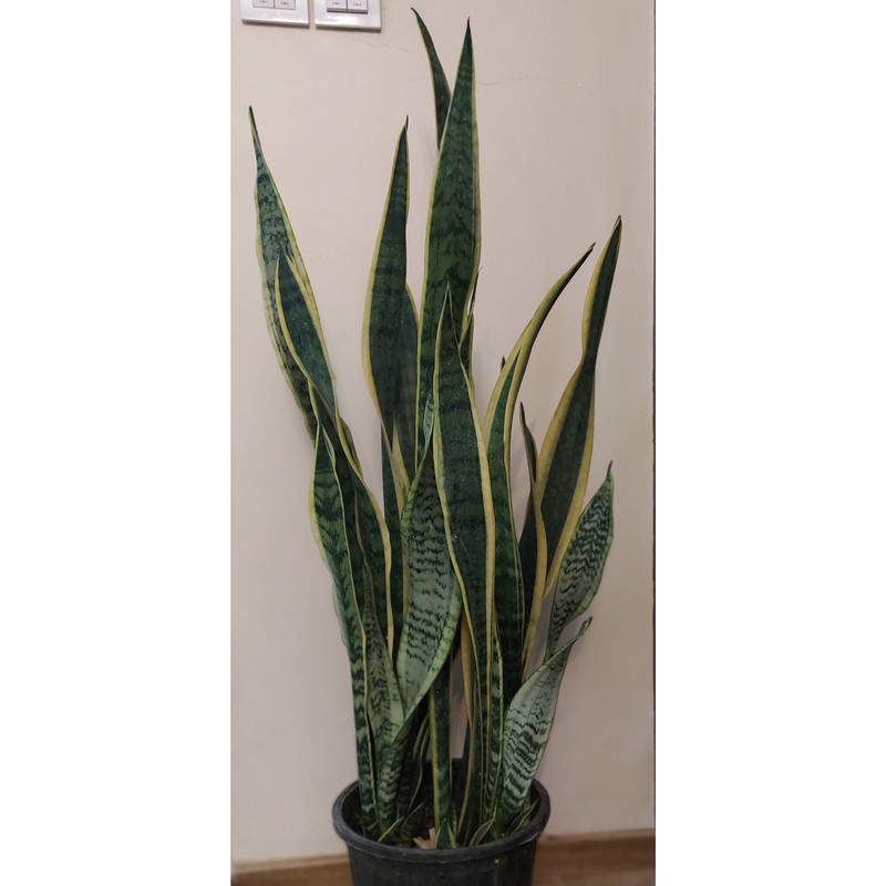 گیاه طبیعی سانسوریا مدل ابلق کد F-03