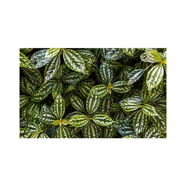  پادری مدل گل و طبیعت کد M35M001-MF0129 سایز 76x46 سانتی متر