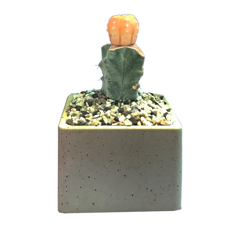 گیاه طبیعی کاکتوس آستاریاس نیشکی ابلق پیوندی مدل x540