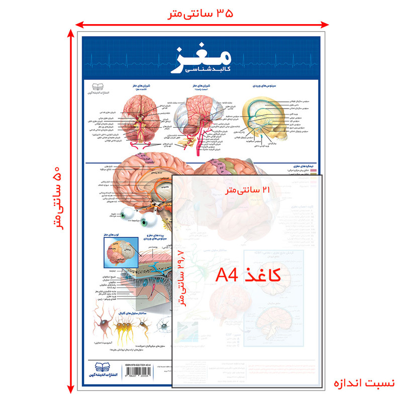 پوستر آموزشی انتشارات اندیشه کهن مدل کالبدشناسی قلب و مغز مجموعه 2 عددی
