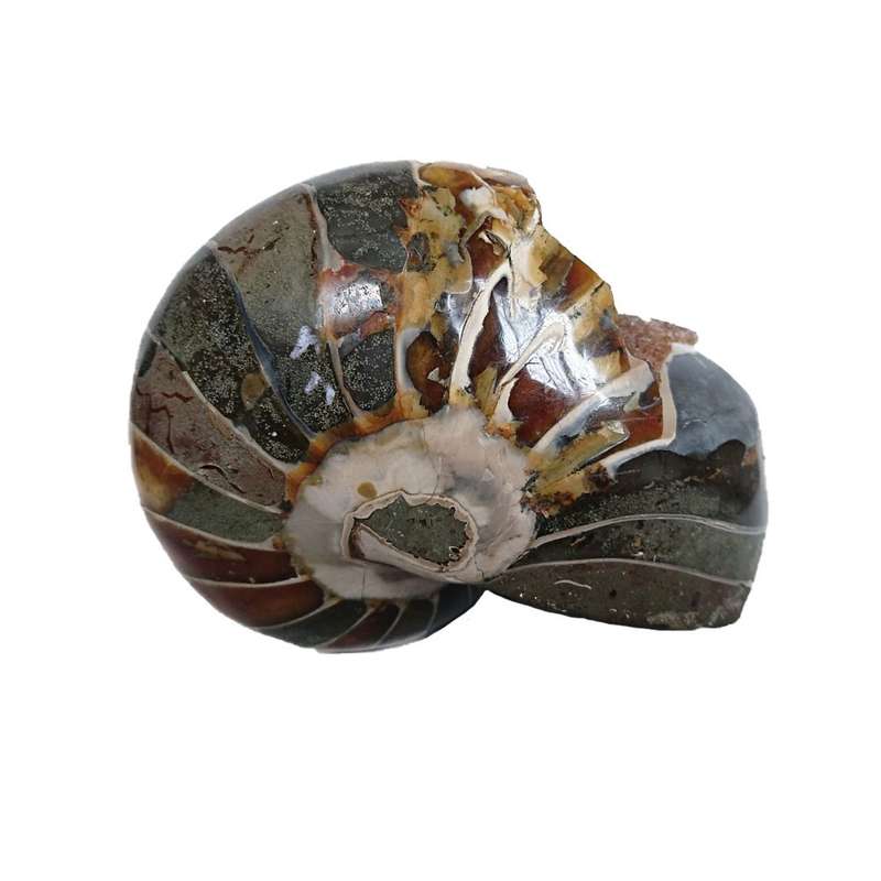 سنگ فسیل ناتیلوس مدل آمونیت طبیعی کد 26