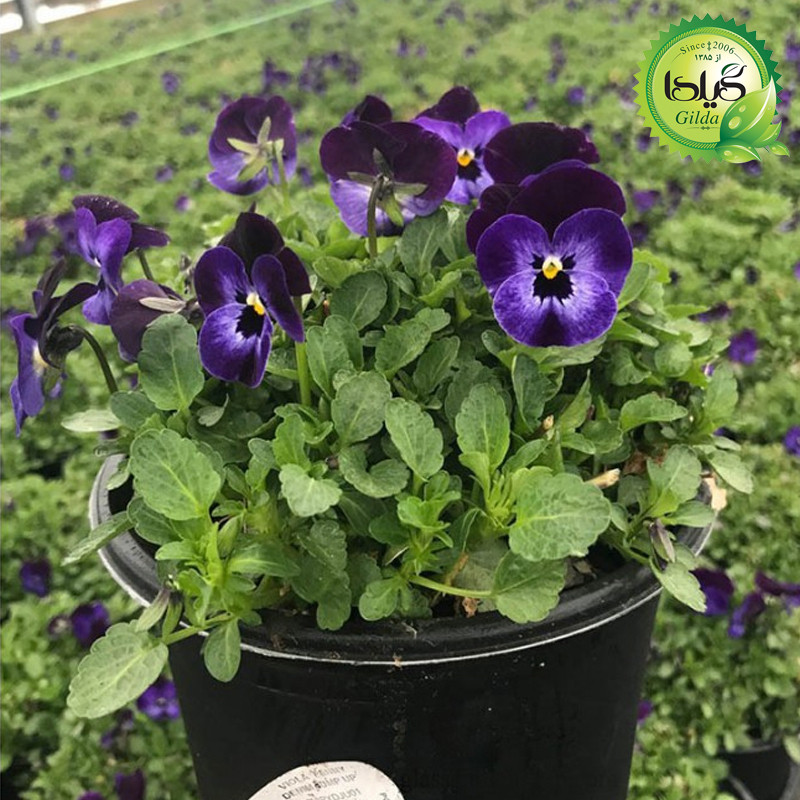 بذر بنفشه پر کلاغی گیلدا کد 850