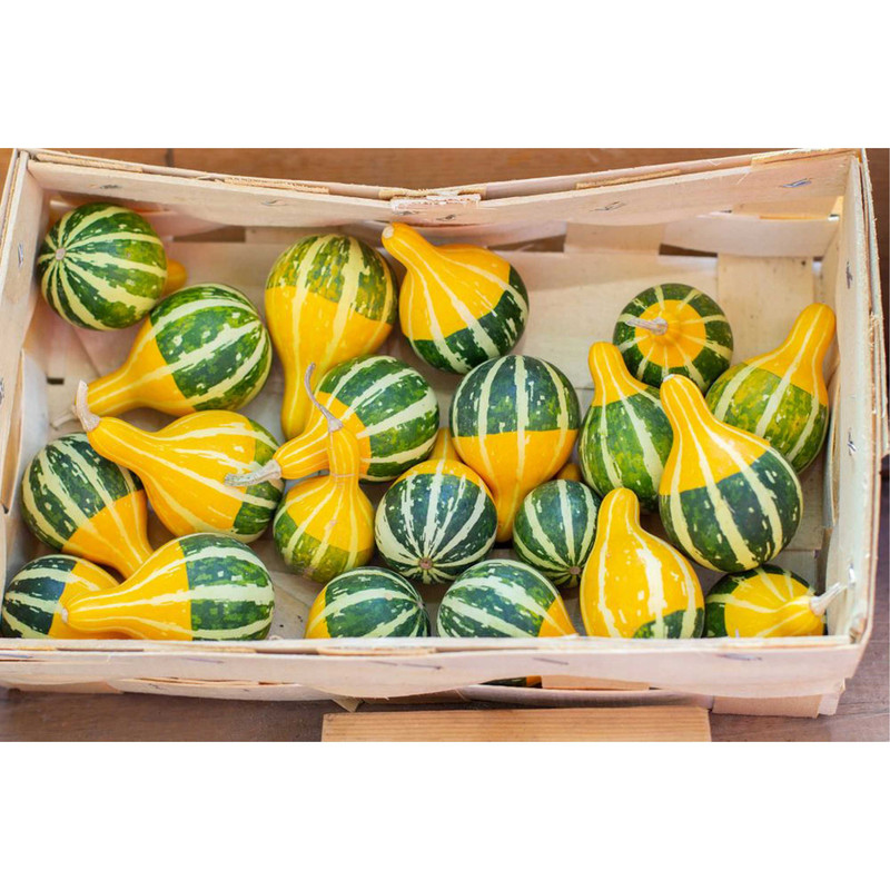 بذر کدو گلابی دو رنگ گلبرگ پامچال کد GPF-308