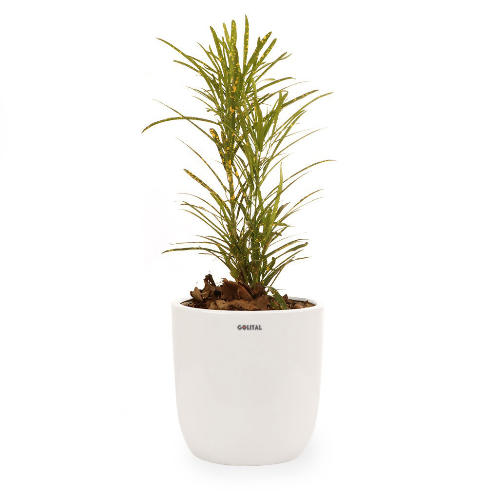 گیاه طبیعی کروتون قطره طلا گلیتال مدل GTL132 گیاه طبیعی کروتون قطره طلا گلیتال مدل GTL132